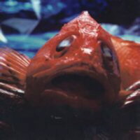 Hake romana