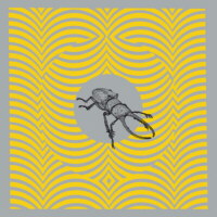 Espíritus del desierto, yo os invoco